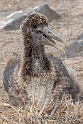 3565 Albatross chick, only a mother could love